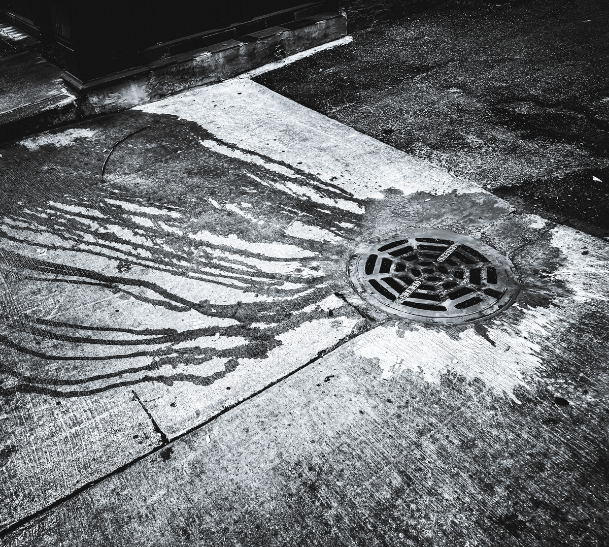 petty meandering jellyfish