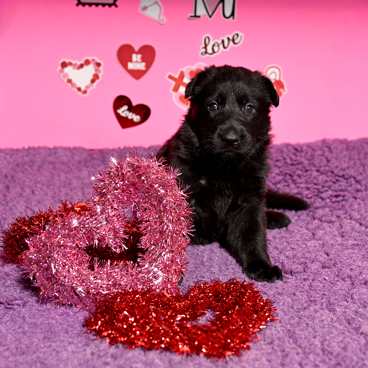 Puppy Love  