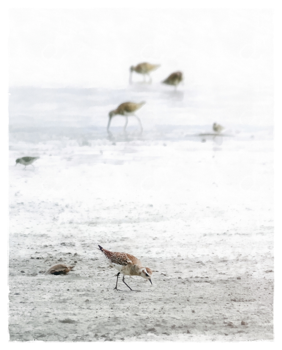 Foraging