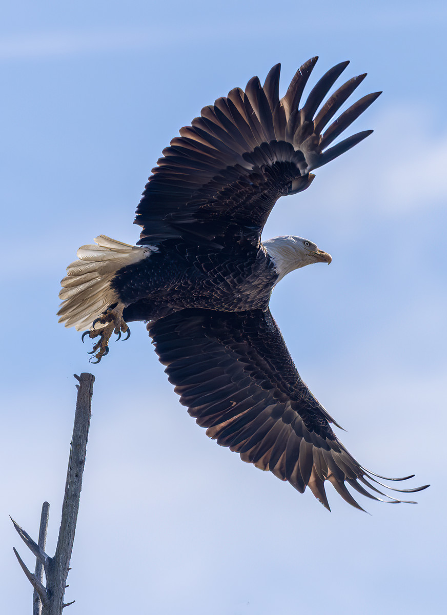 The Eagles Are Migrating