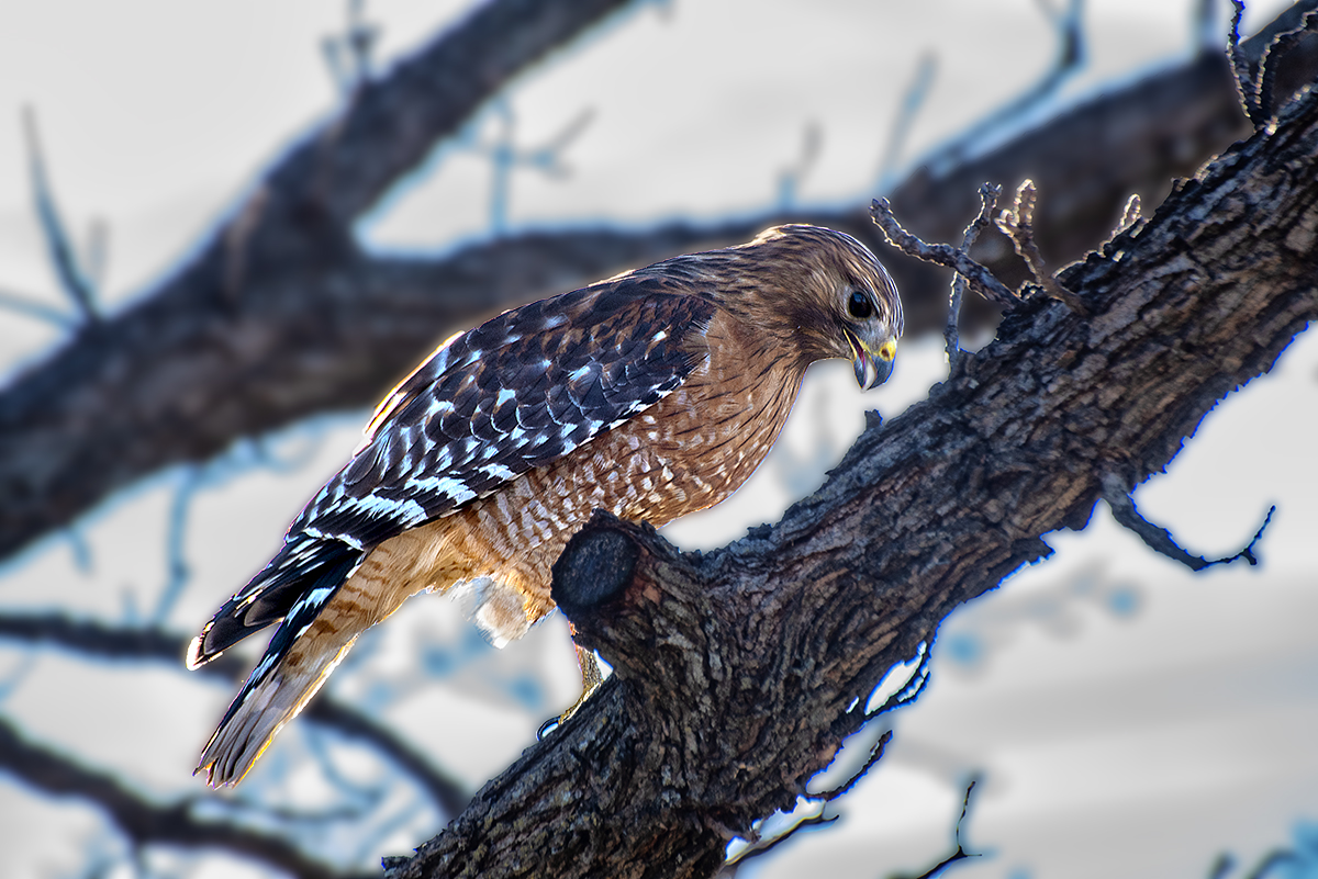 red shouldered hawk