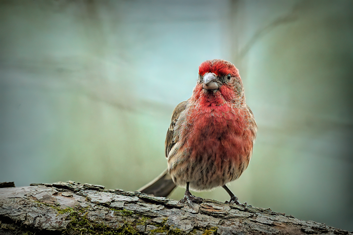 “sparrow dipped in raspberry juice