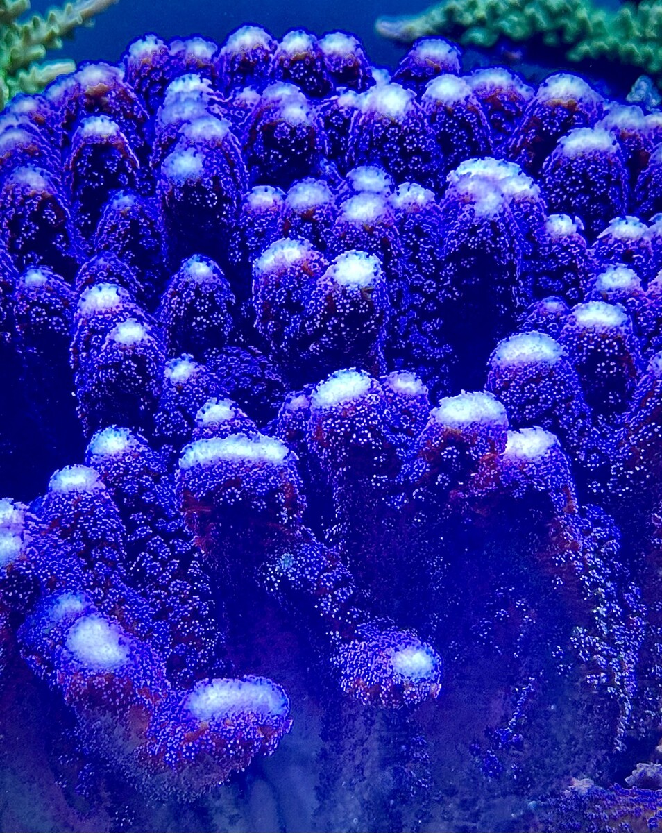 In sea water