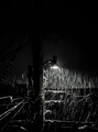 Spring Rain....