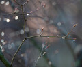Early Spring