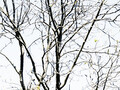 spring whispers