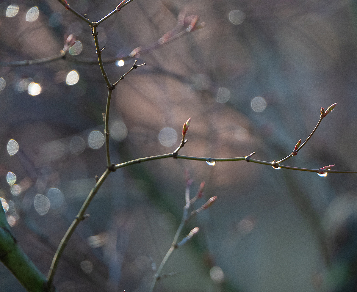 Early Spring