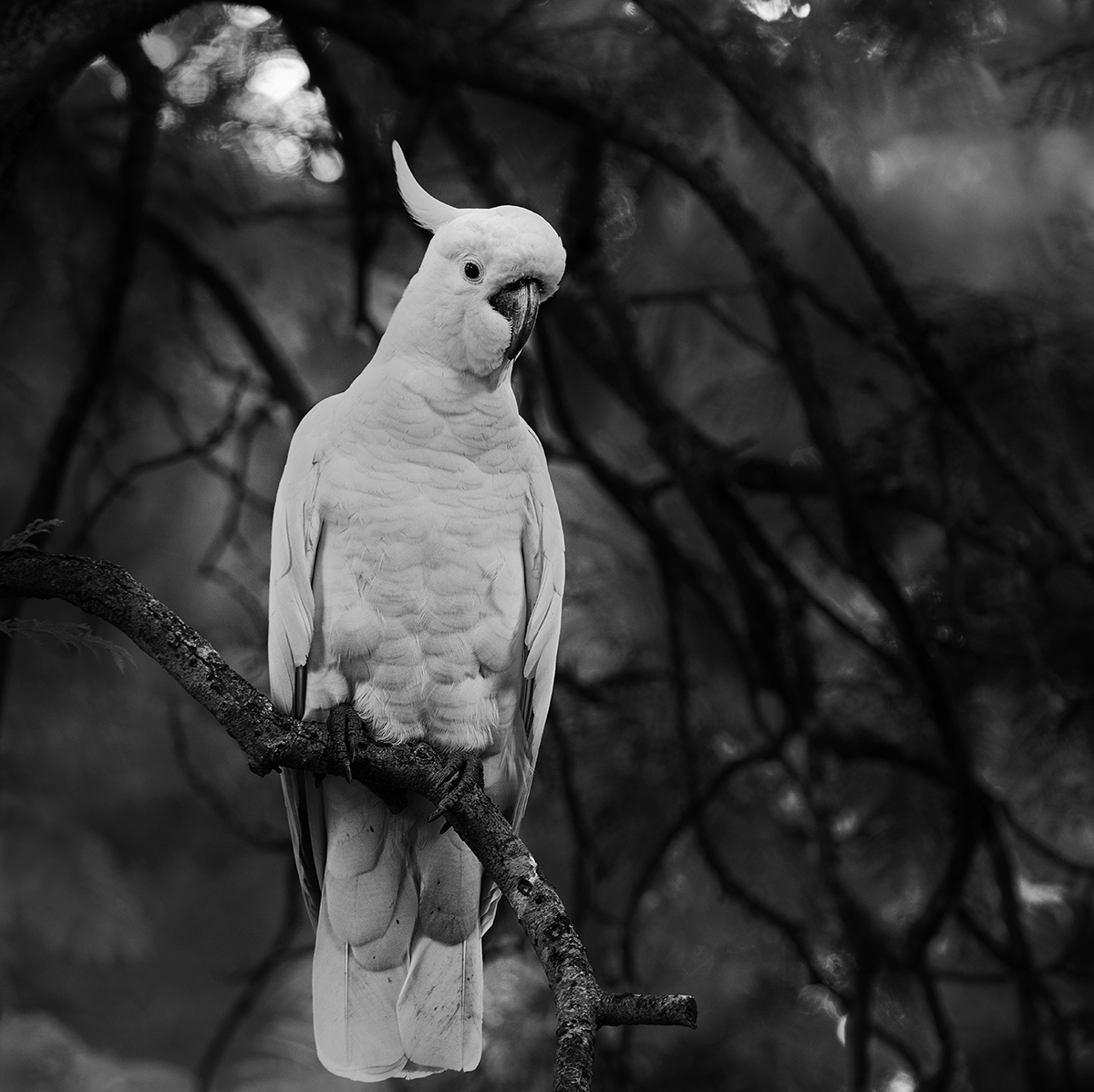 The Crested Sentinel