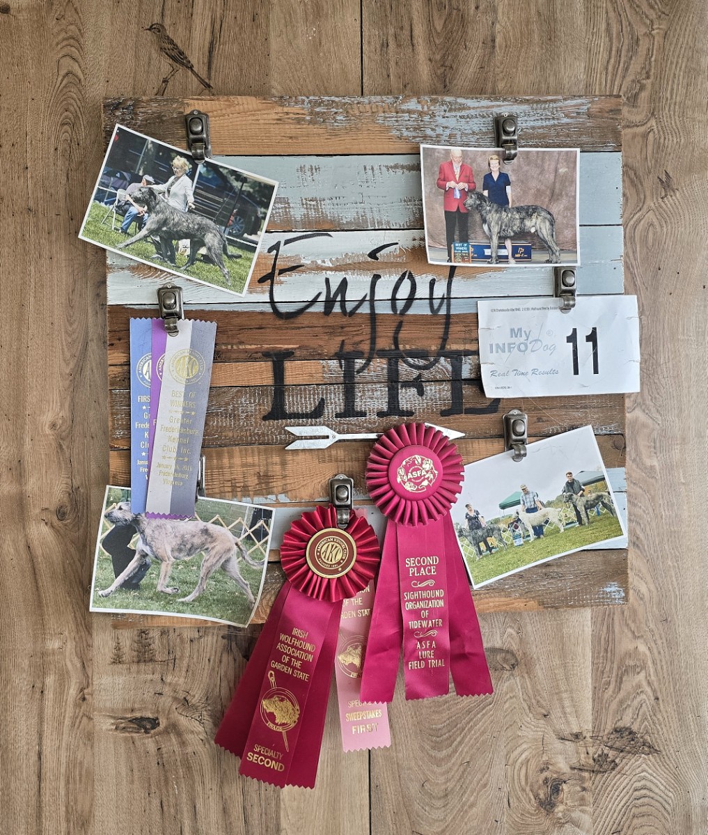 Enjoy Life at the Dog Show