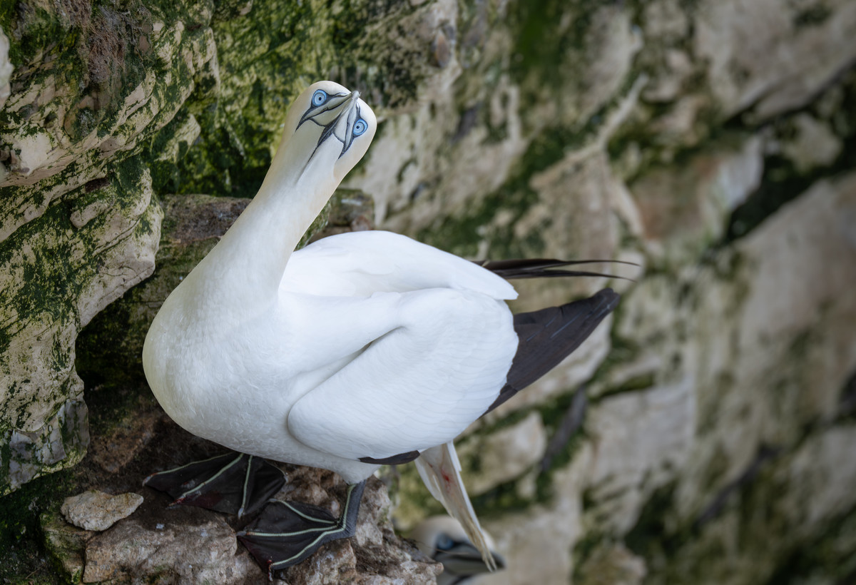RSPB Bempton Clifs