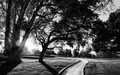 Early Morning At The Park