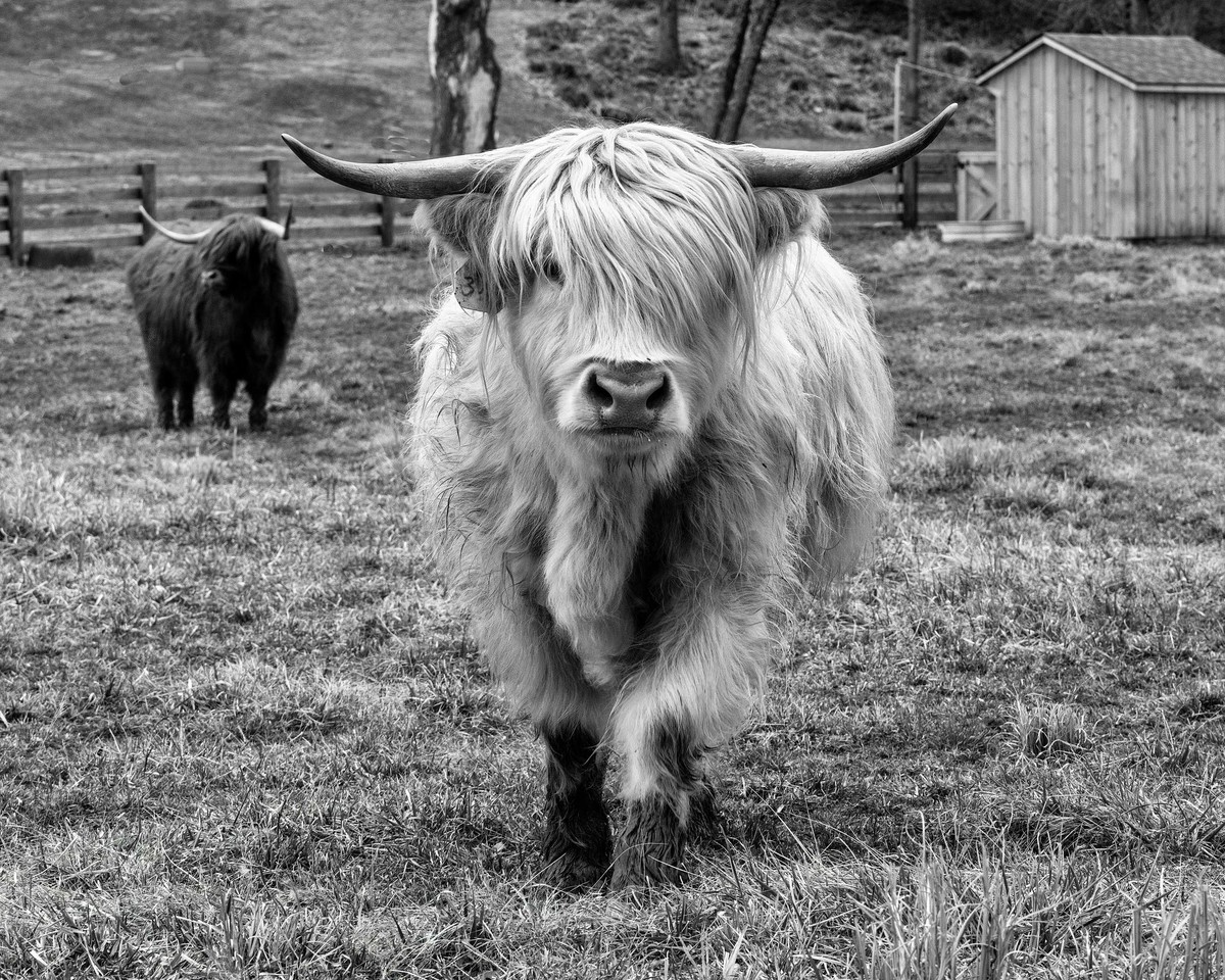Heilan Coo