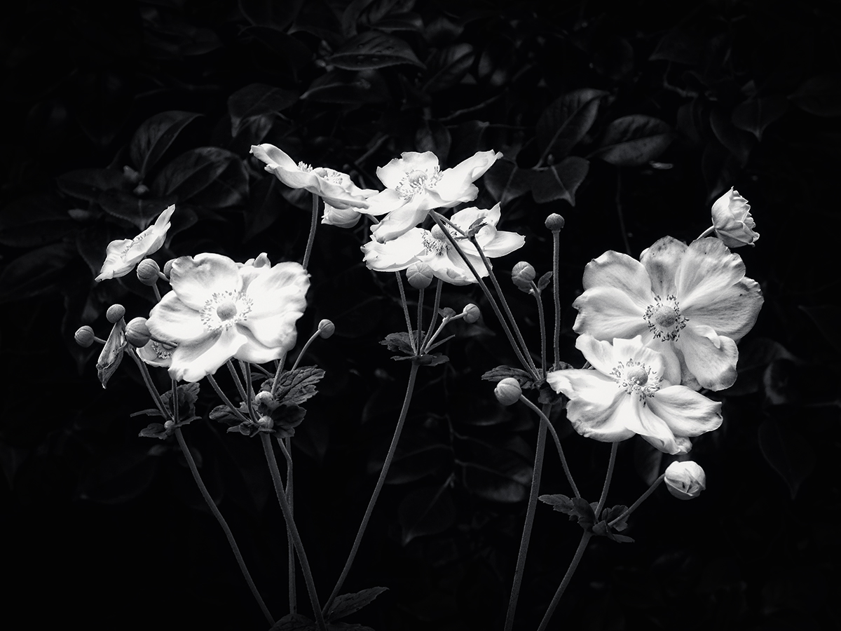 Anemones