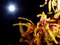 Moon Over WitchHazel