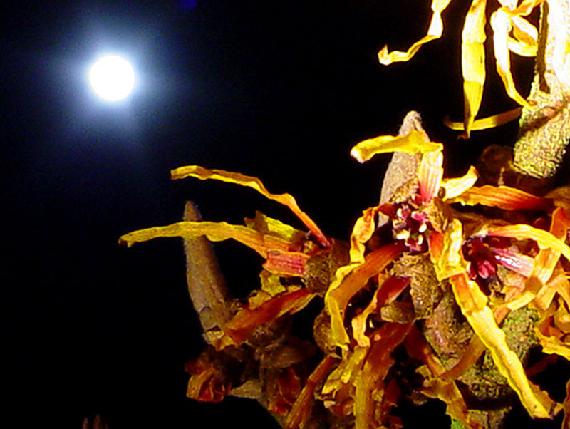 Moon Over WitchHazel