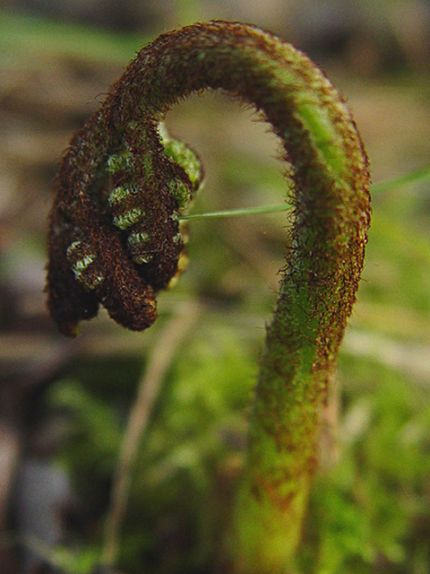 Lawn Fern