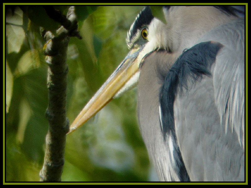 Blue Heron Portrait