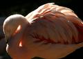 Flamingo.jpg