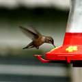 Hummingbird
