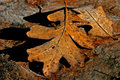 Leaf.jpg