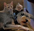 Day 7 Pets
