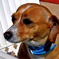 Day 18 - Joey.jpg