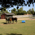 Day 24 - Horses