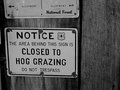 Hog Grazing