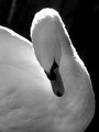 Swan