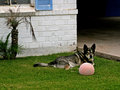 Neighbors Dog