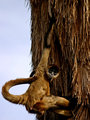 The fur in the tree