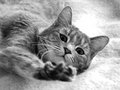 Kibble