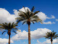 Palm Trees