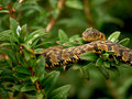 Snake in the Bush