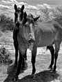 HorseTongue