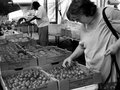 Tomato Choices