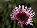 Petal Curves