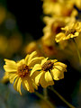 Yellow Daisies