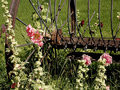 Machinery Hollyhocks