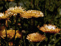 Straw Flowers