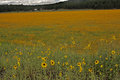 Field of Gold