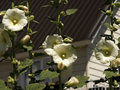 White Hollyhocks