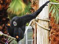 Monkey Breakfast