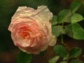 Rose with Overlay
