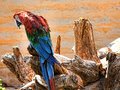 Red Parrot