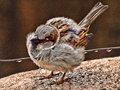 Sparrow