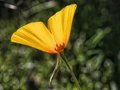 CA Poppy 