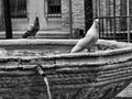 Pigeons on Fountain