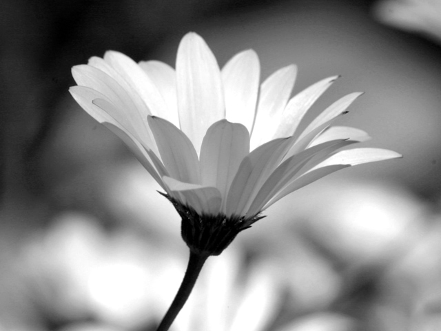 Daisy