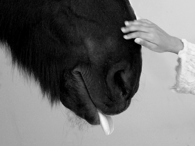 Pet the Horse